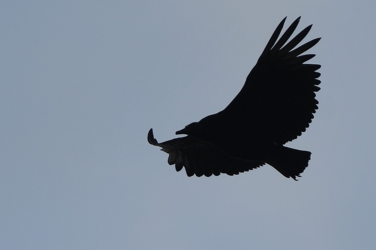 Black Vulture - ML619991421