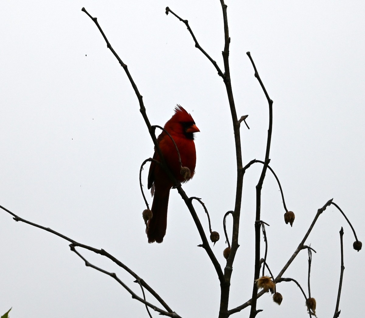 Northern Cardinal - ML619991430