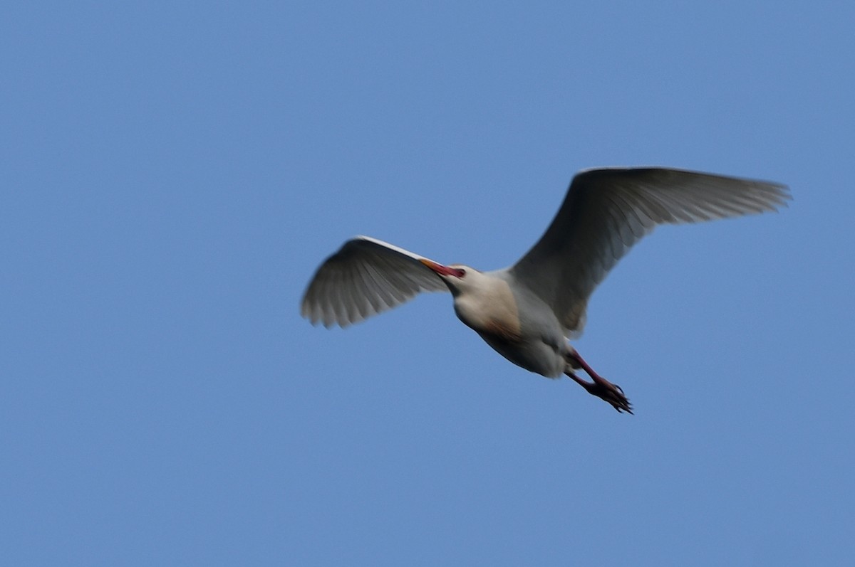 Египетская цапля (ibis) - ML619991431