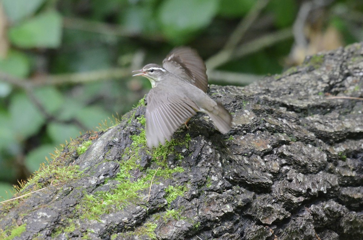 Louisiana Waterthrush - ML619991432