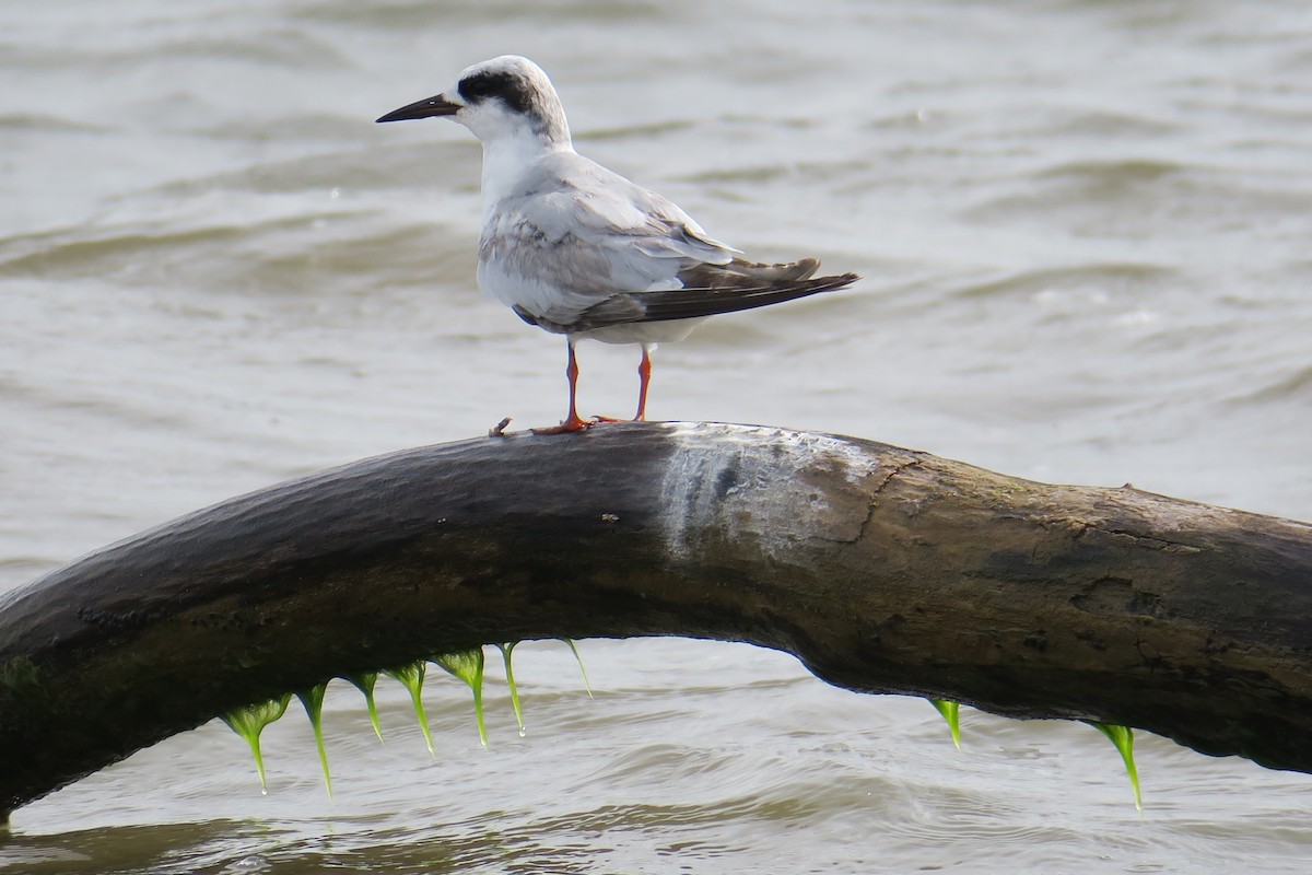 Forster's Tern - ML619991434