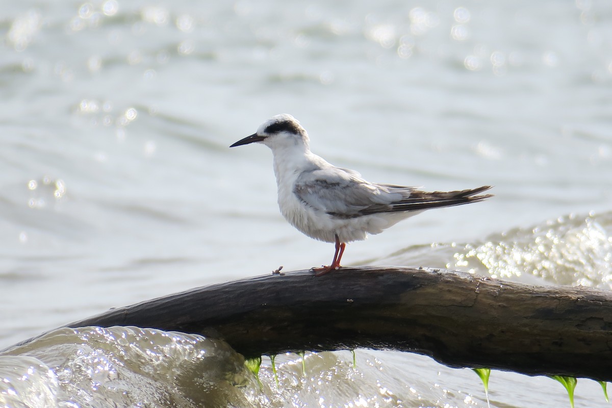 Forster's Tern - ML619991435