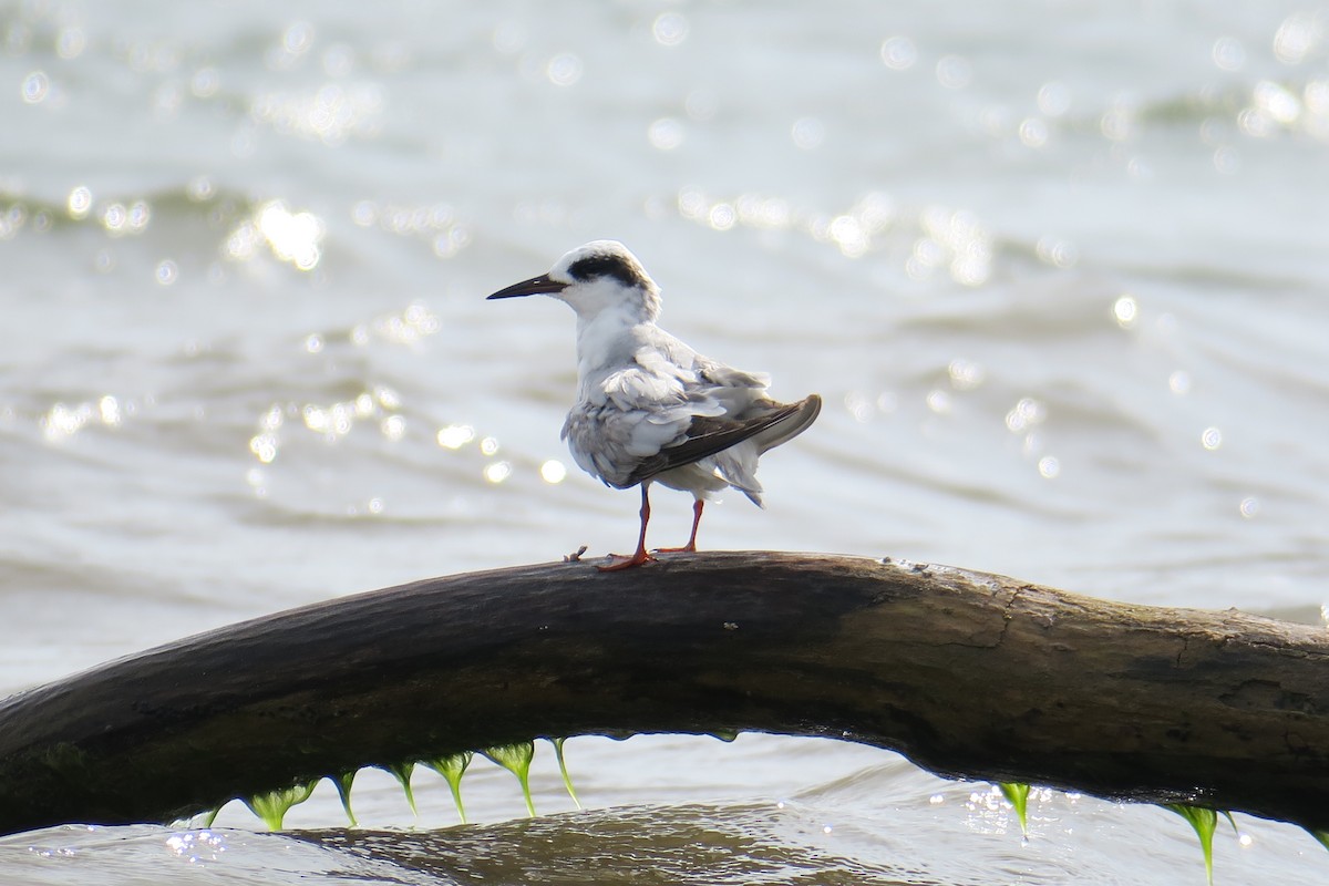 Forster's Tern - ML619991437