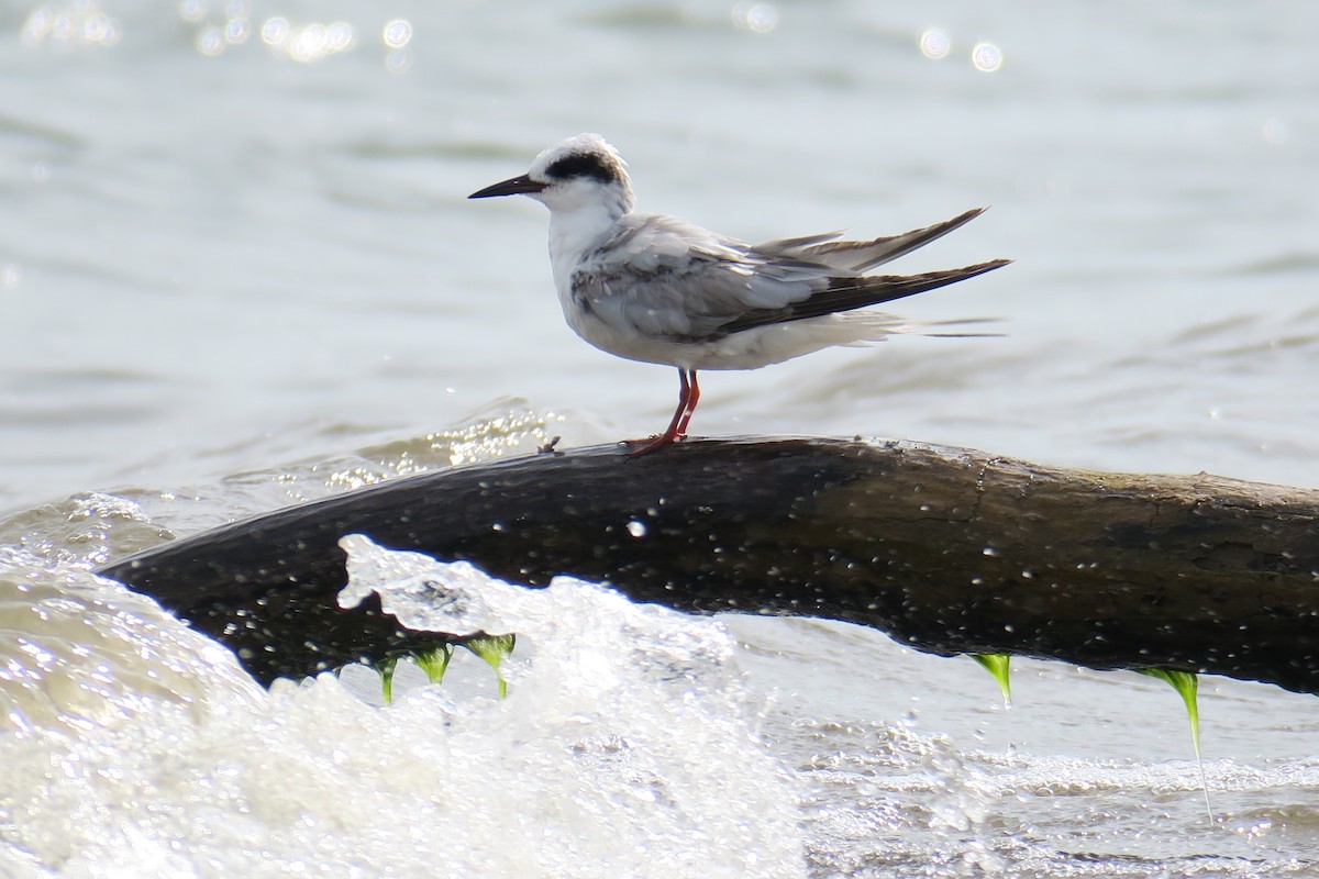 Forster's Tern - ML619991438