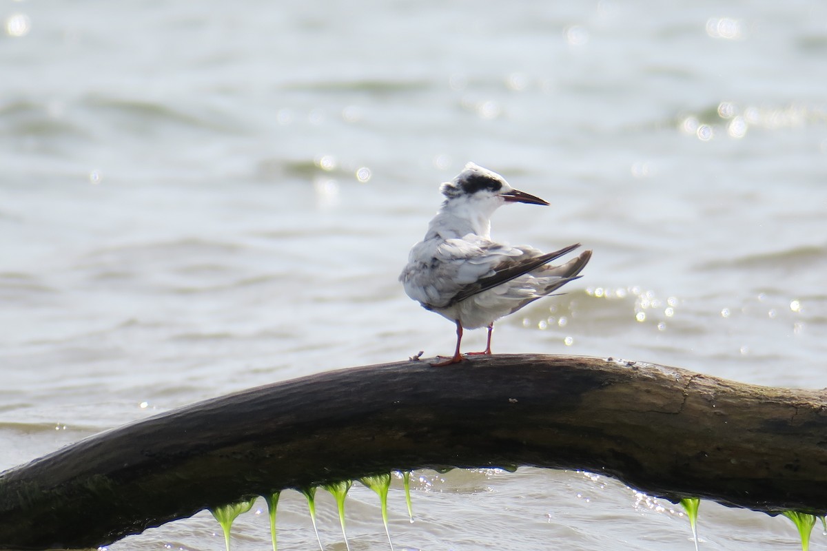 Forster's Tern - ML619991439