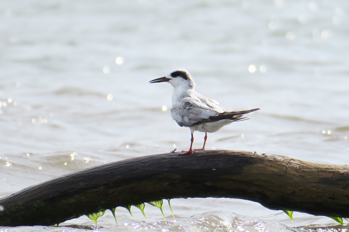 Forster's Tern - ML619991440