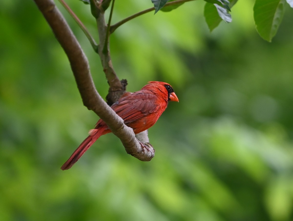 Northern Cardinal - ML619991443