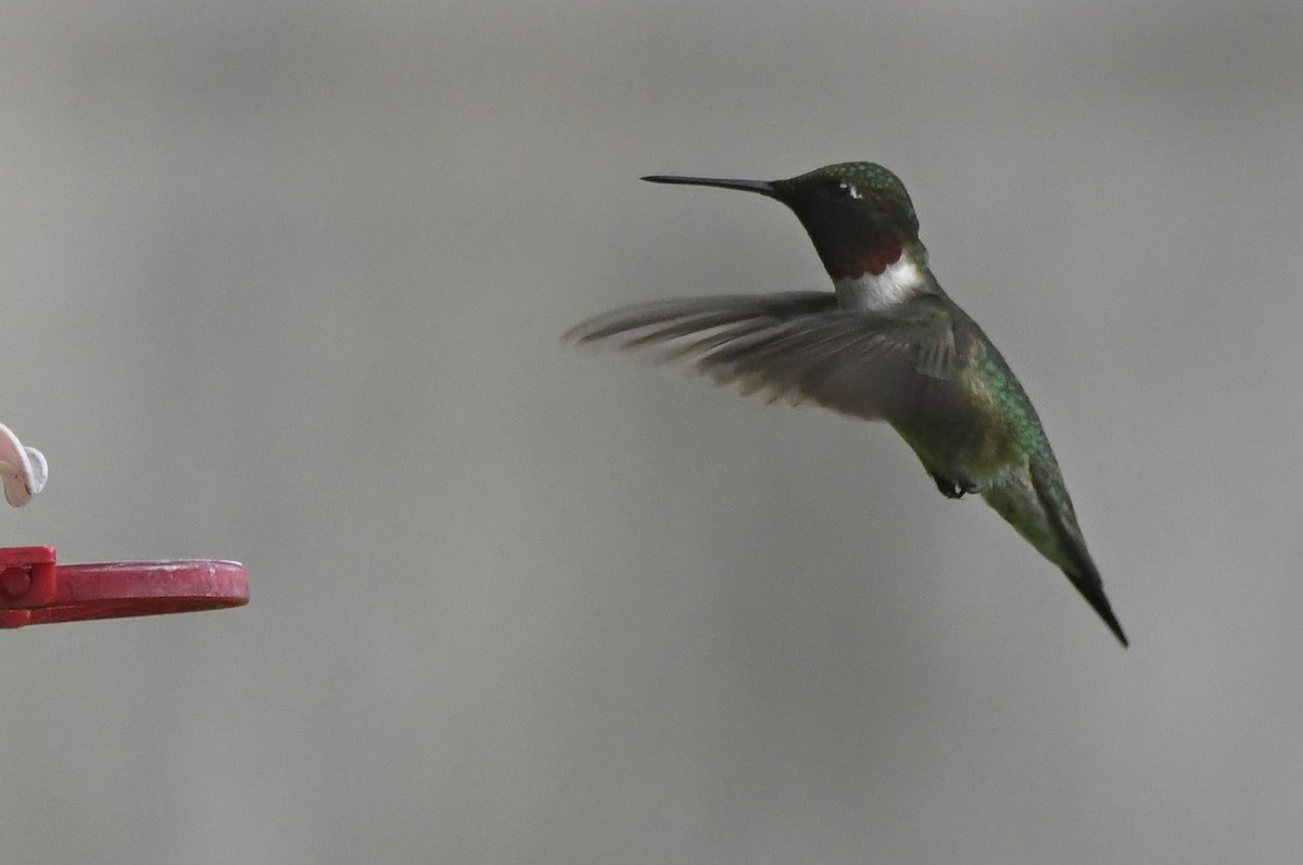 Colibri à gorge rubis - ML619991446