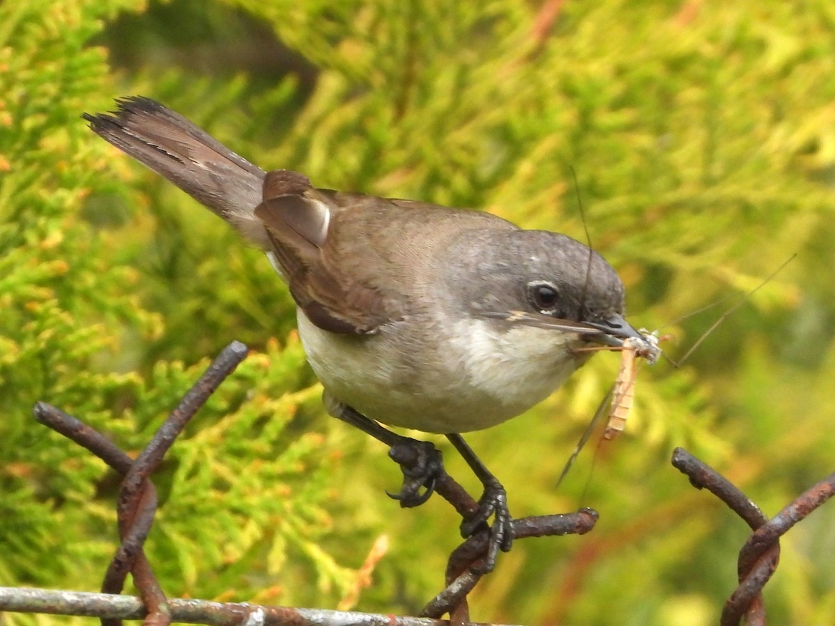 Curruca Zarcerilla - ML619991448