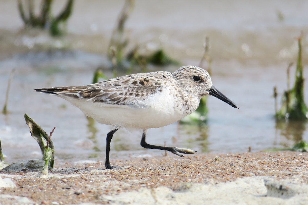 Sanderling - ML619991456