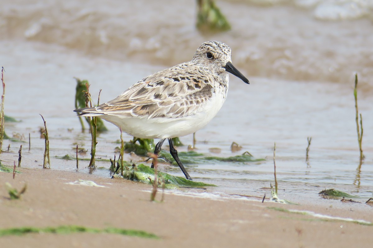 Sanderling - ML619991465