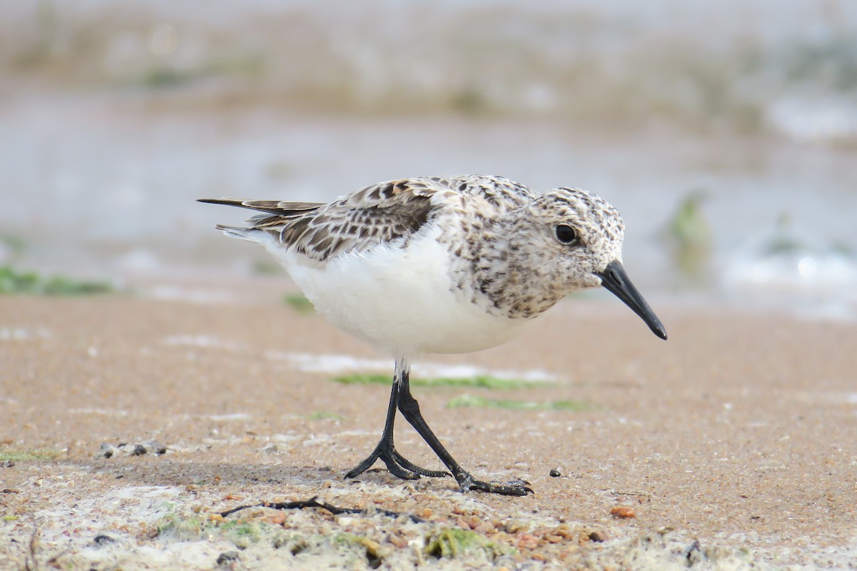 Sanderling - ML619991466