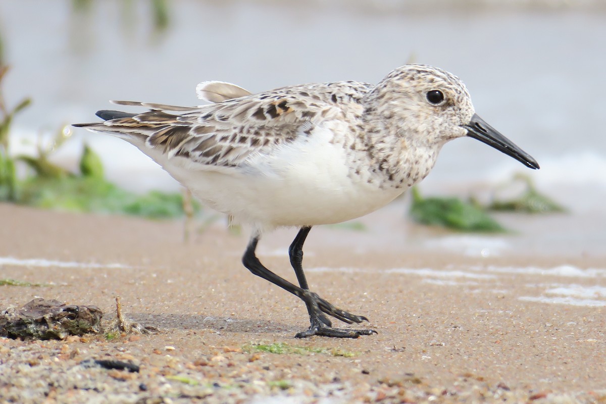 Sanderling - ML619991469