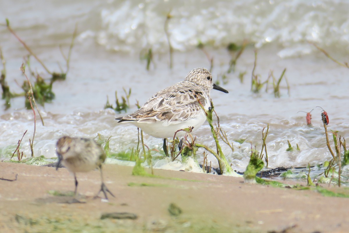 Sanderling - ML619991471