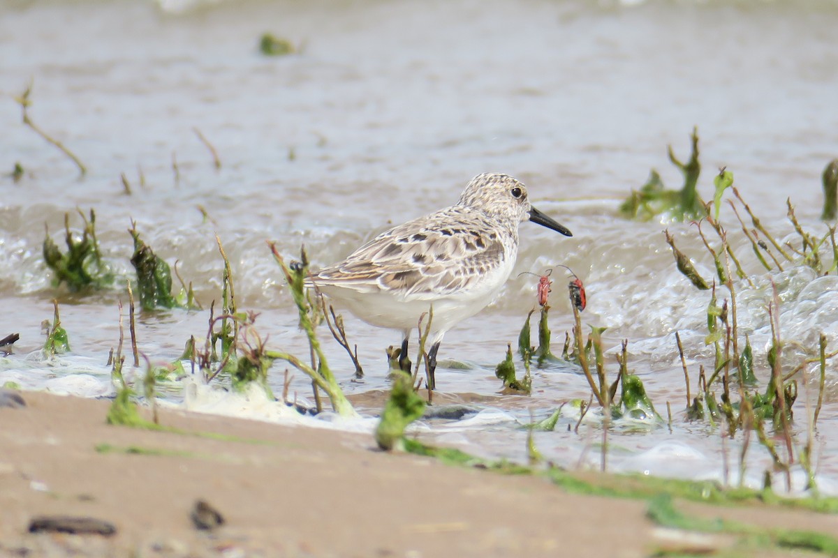 Sanderling - ML619991474