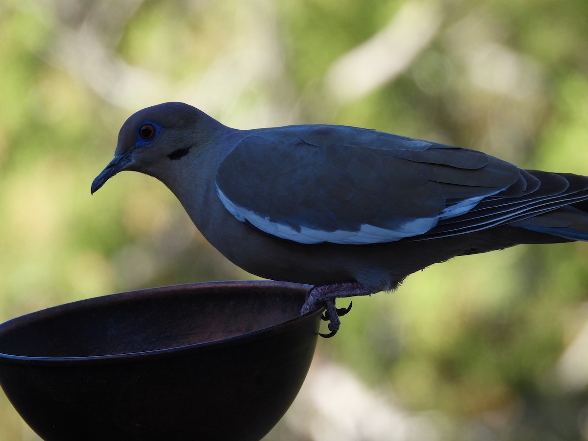 White-winged Dove - ML619991479