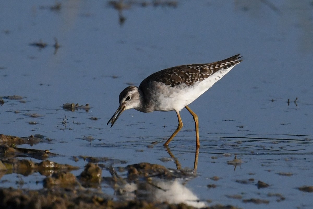 Wood Sandpiper - ML619991489