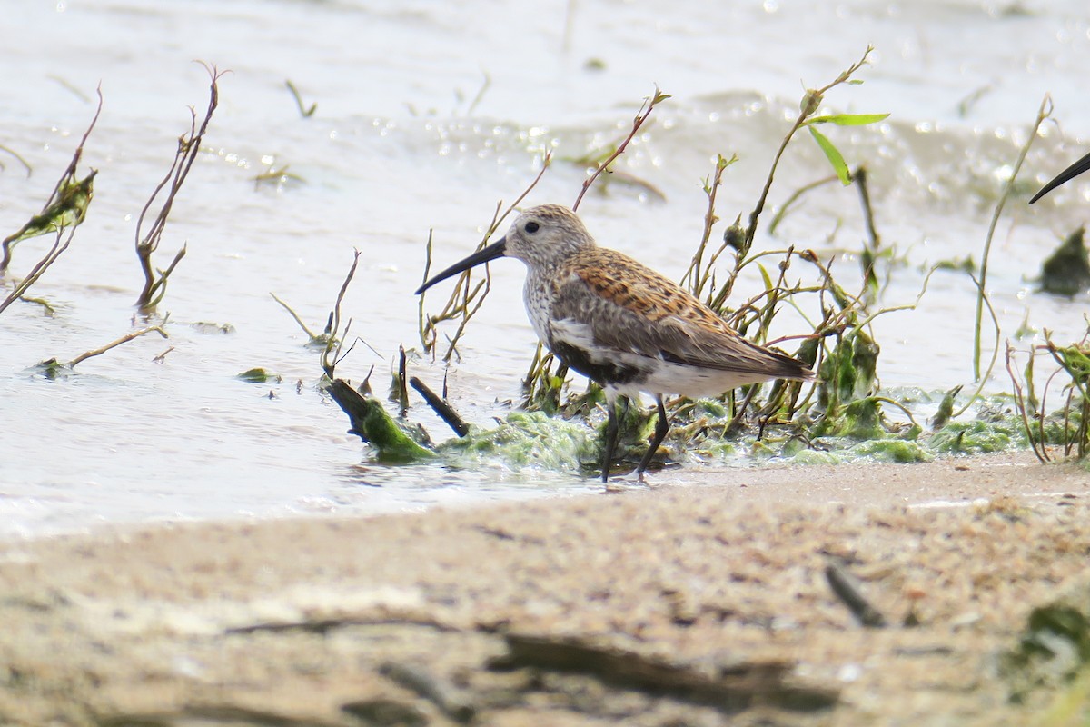 Bécasseau variable - ML619991504