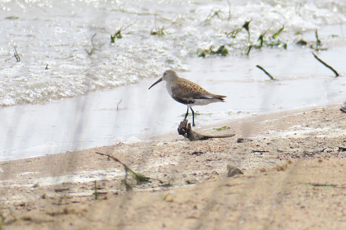 Dunlin - ML619991505