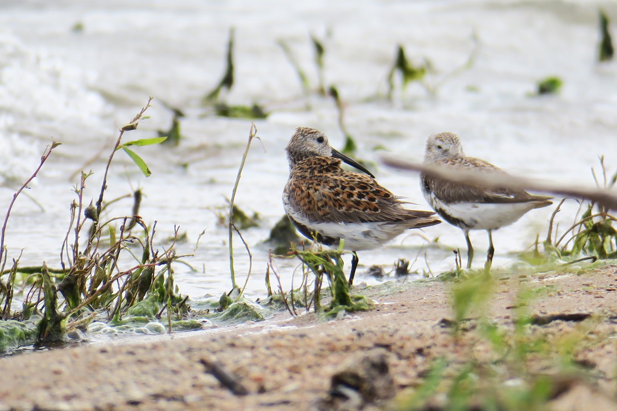 Dunlin - ML619991506