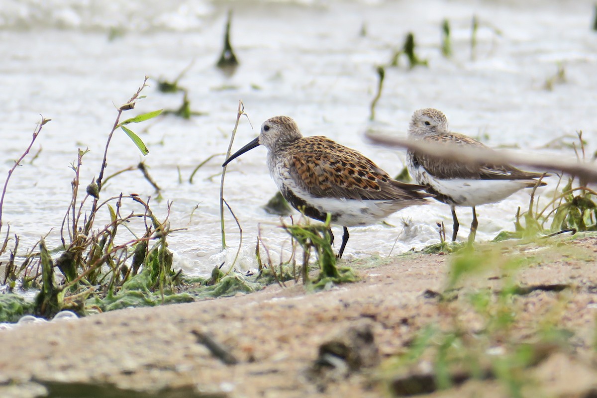 Dunlin - Rishi Palit