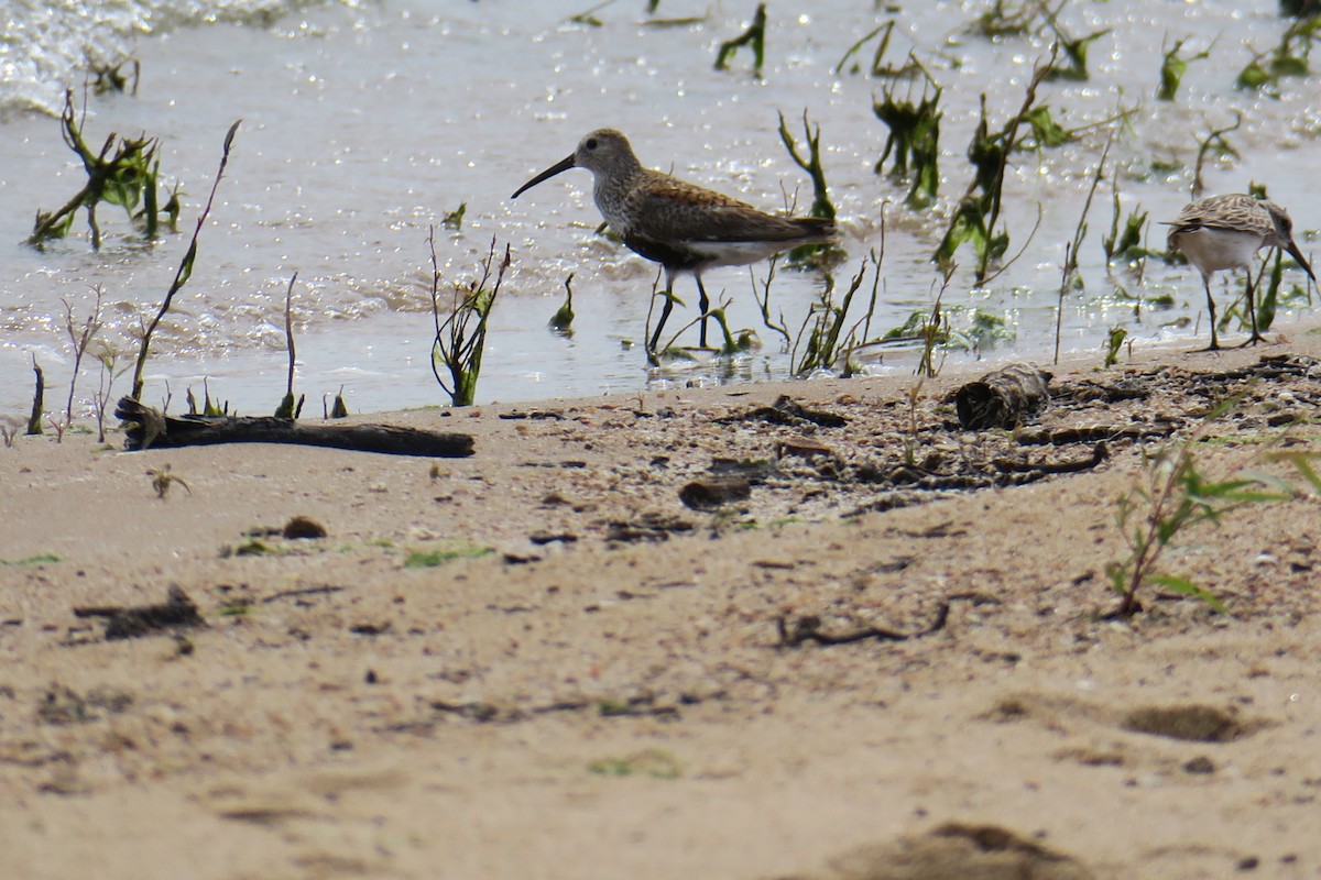 Bécasseau variable - ML619991508