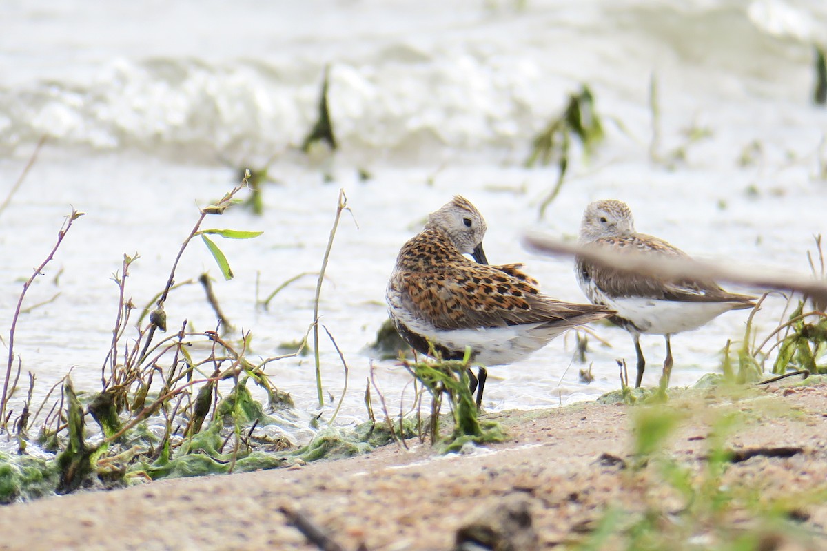 Dunlin - Rishi Palit