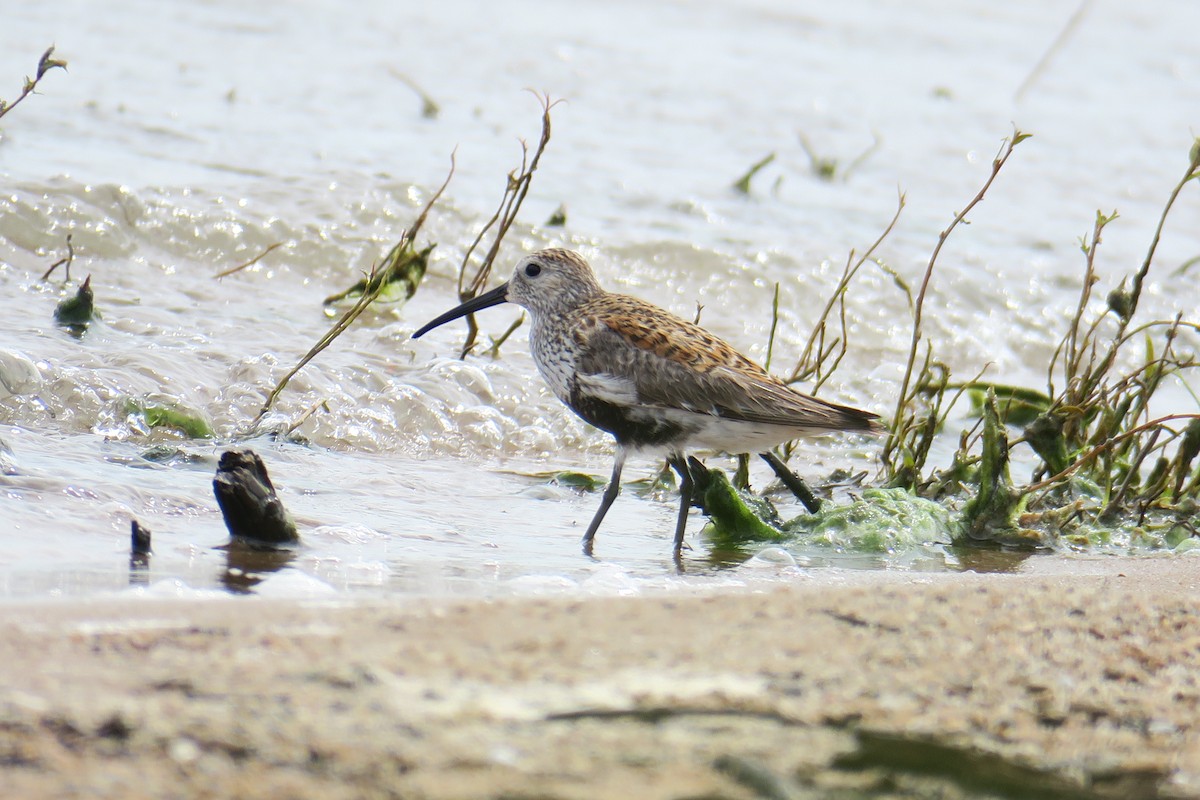 Dunlin - ML619991512