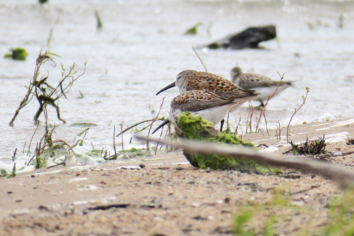 Dunlin - ML619991513