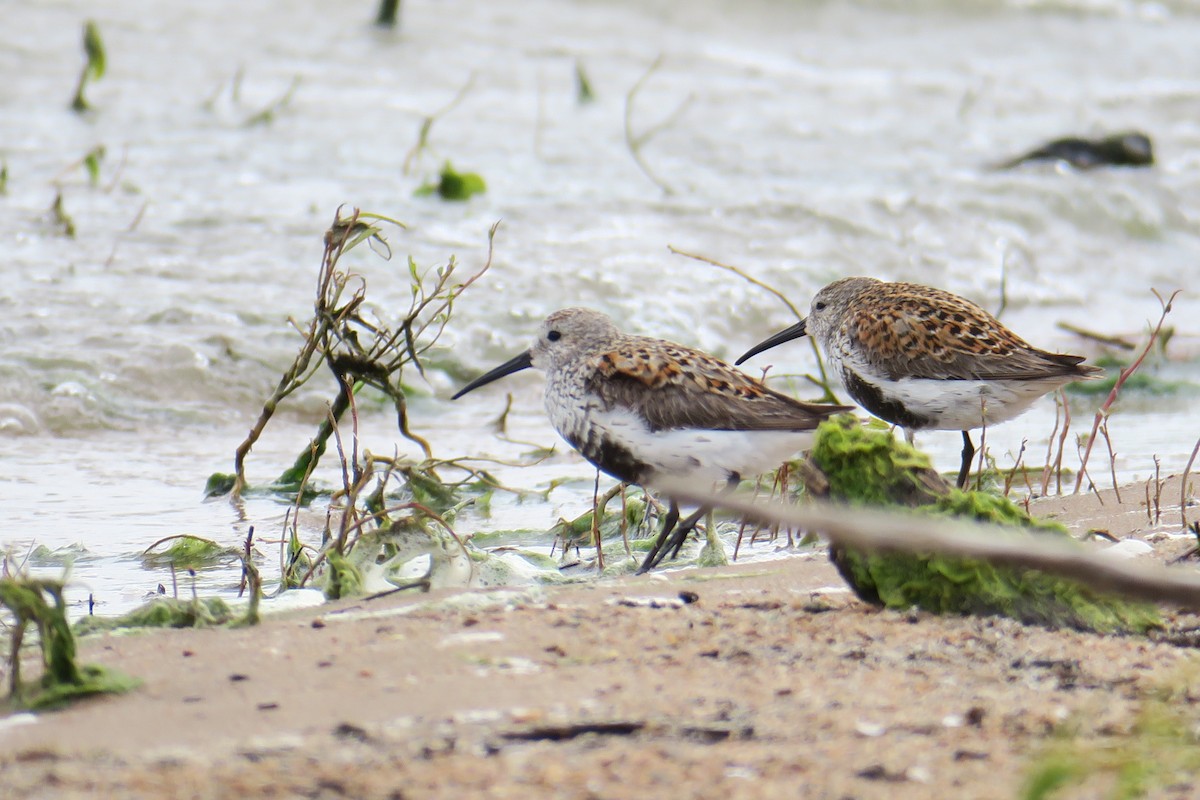 Dunlin - ML619991514