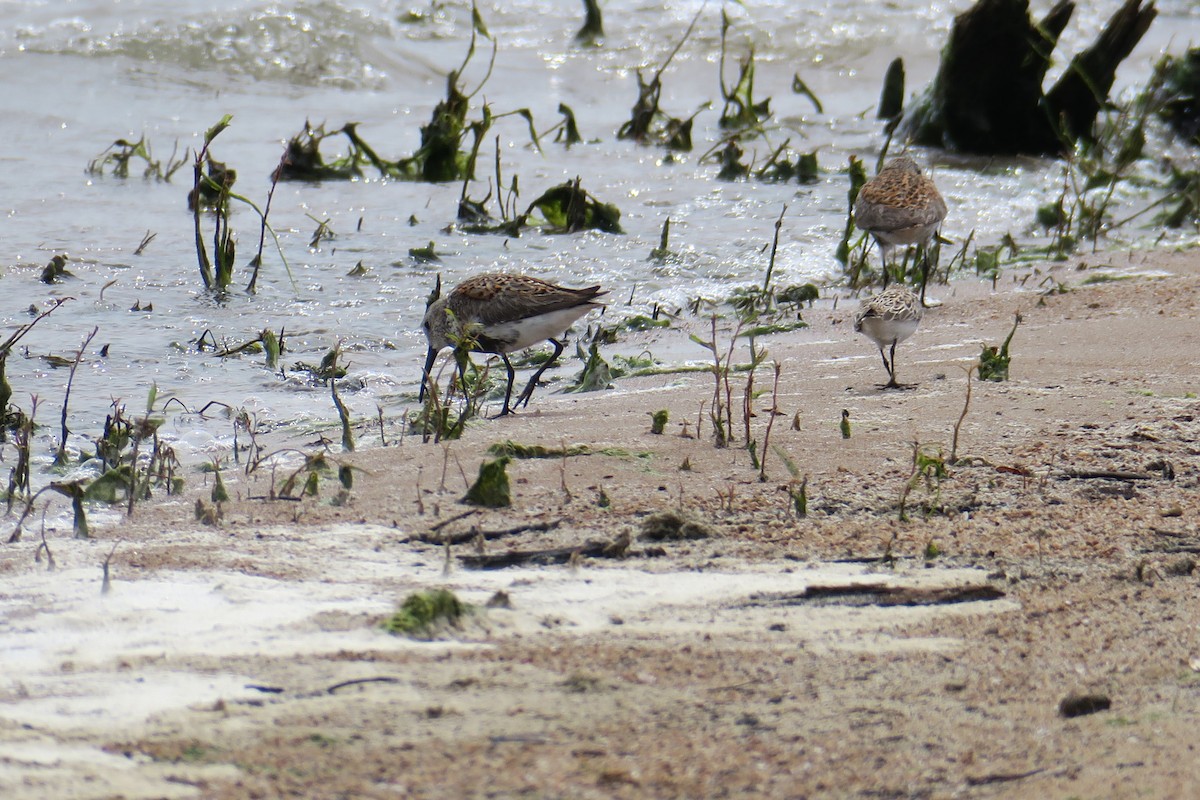 Dunlin - ML619991515