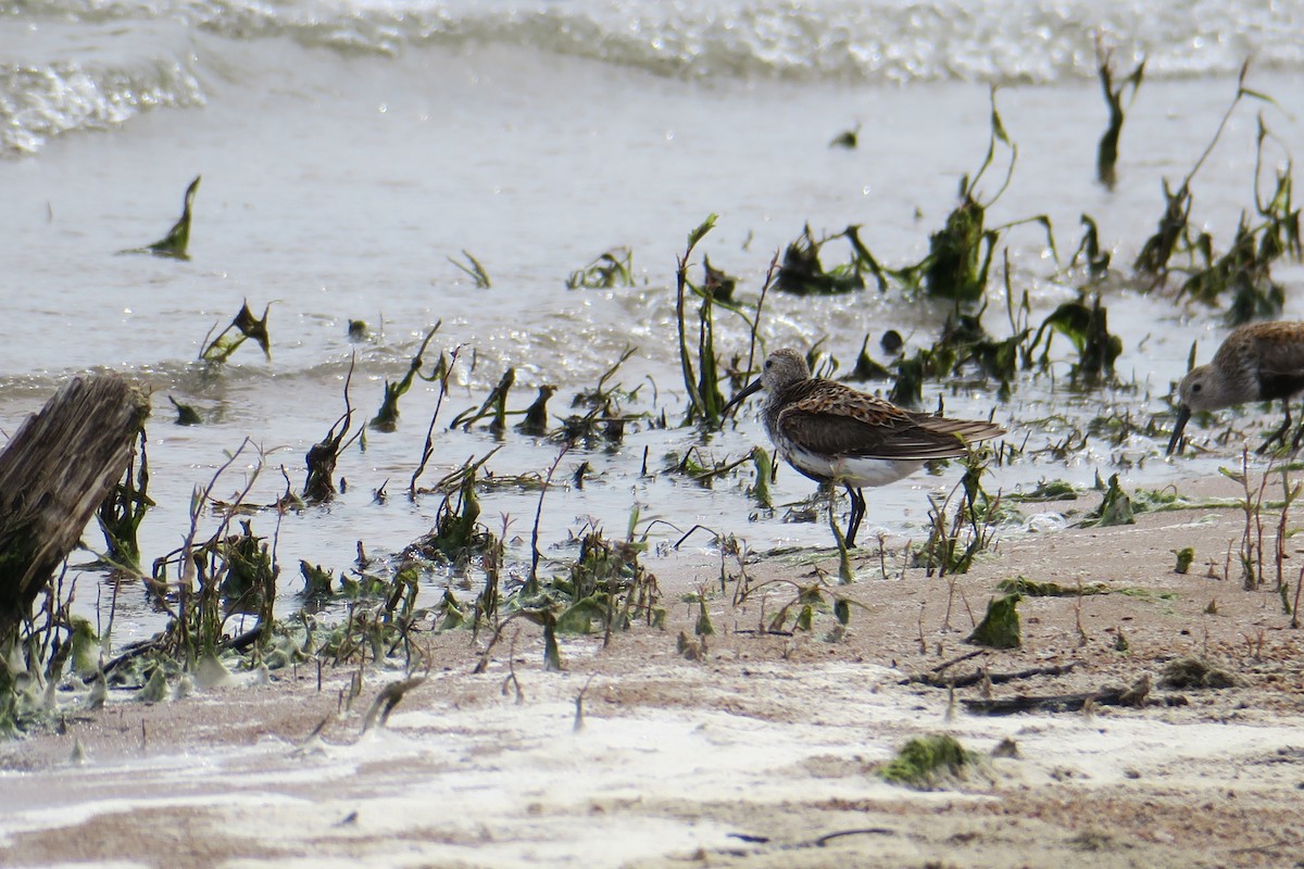 Dunlin - ML619991516