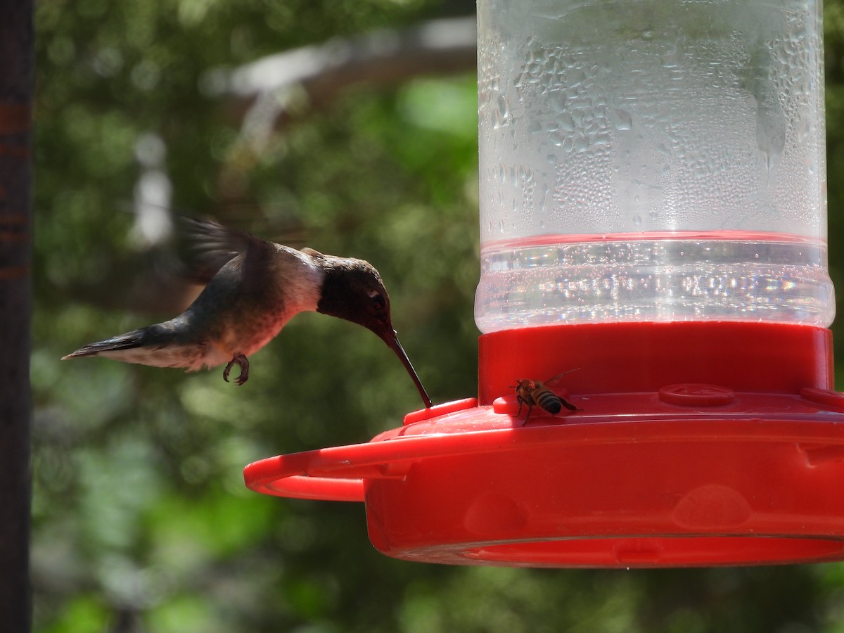 Black-chinned Hummingbird - ML619991521
