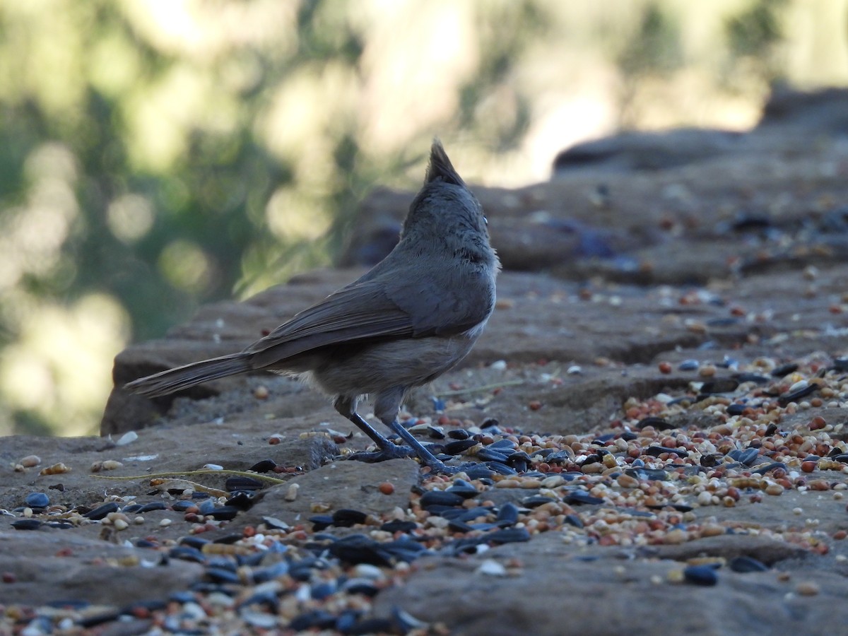 Juniper Titmouse - ML619991531