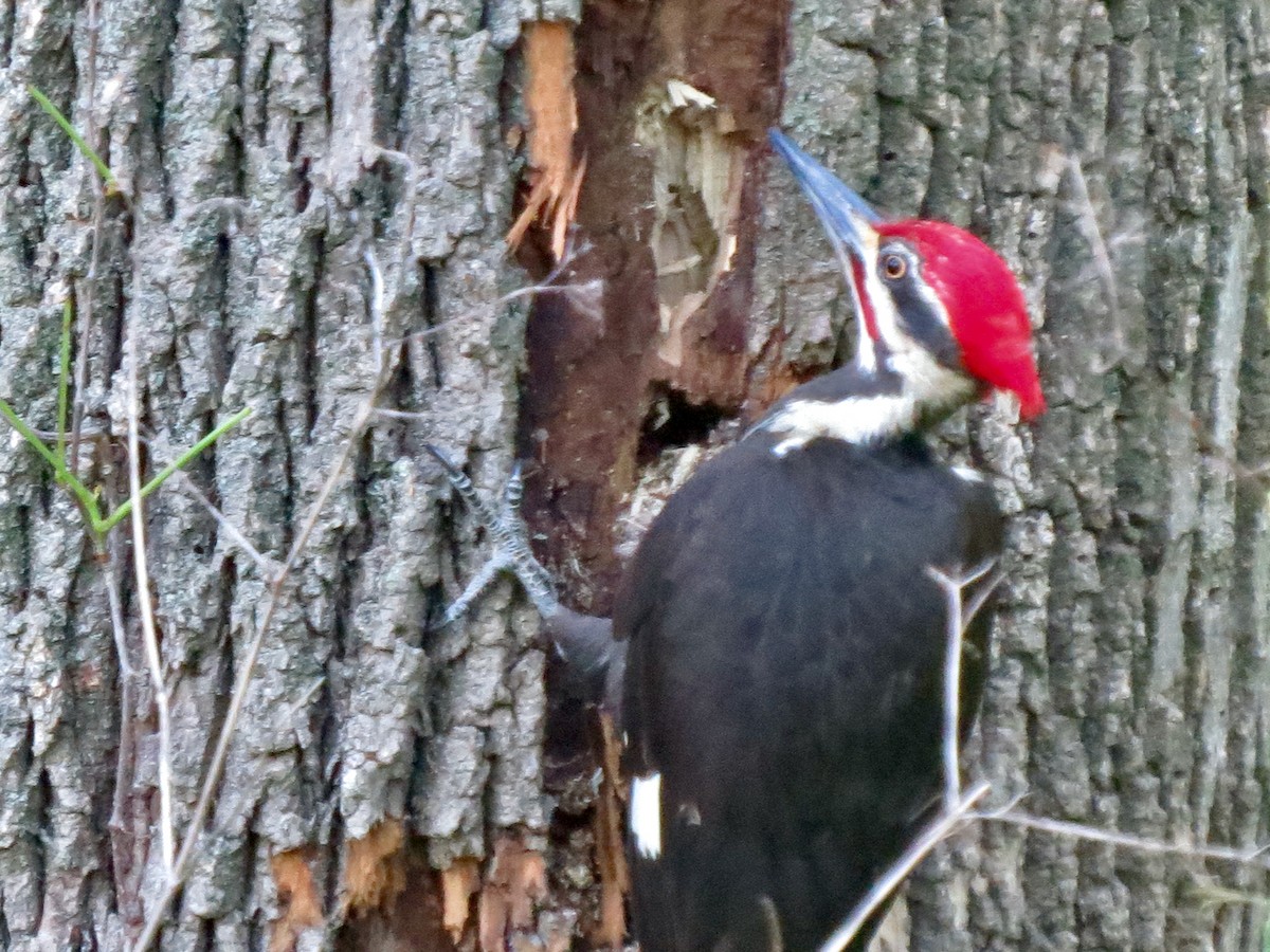 Pileated Woodpecker - ML619991533