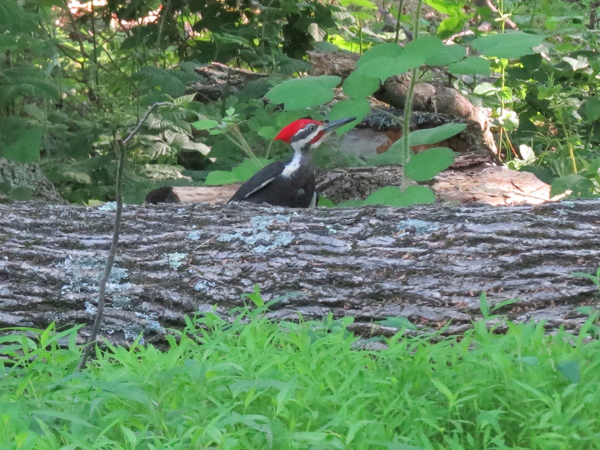 Pileated Woodpecker - ML619991534