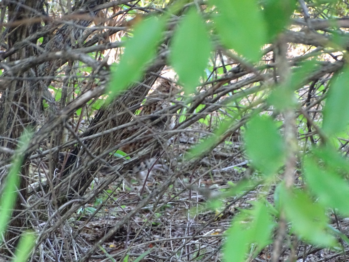 Ruffed Grouse - ML619991536