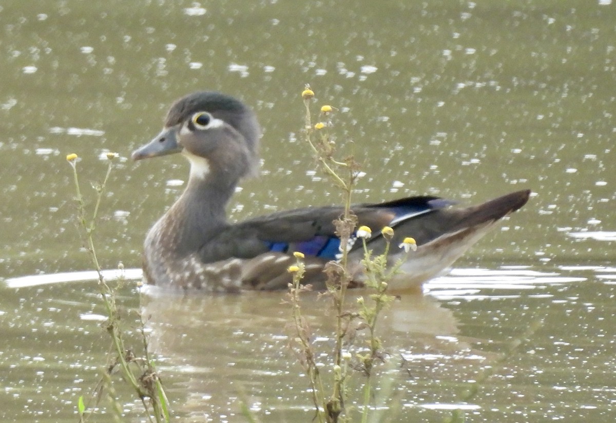 Wood Duck - ML619991559