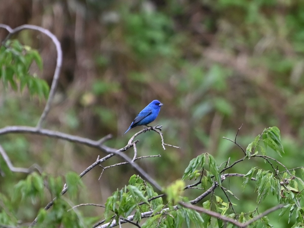 Indigo Bunting - ML619991563