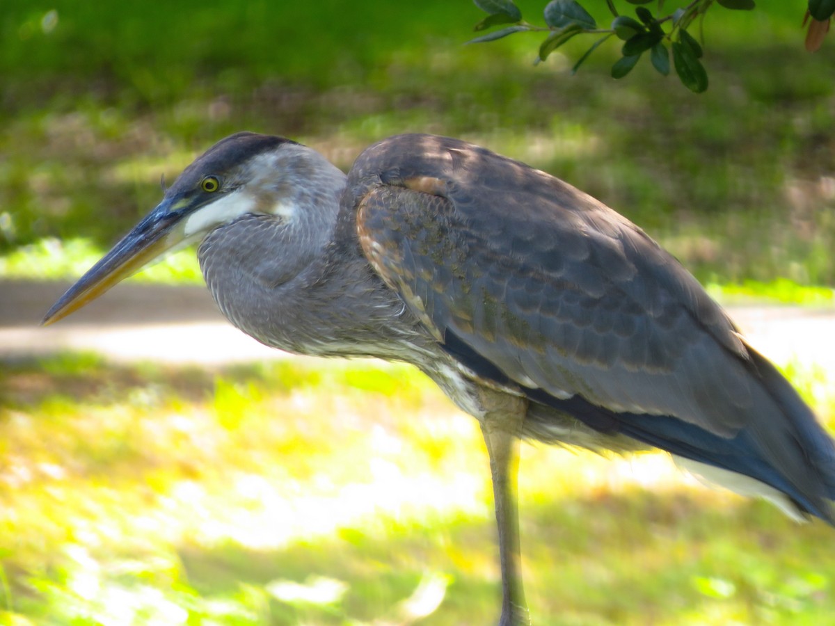 Great Blue Heron - ML619991564