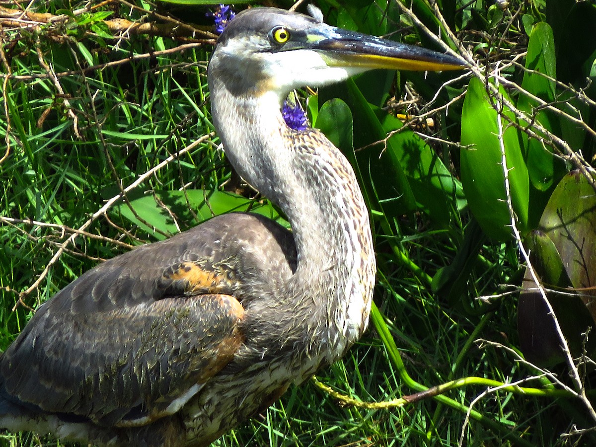 Great Blue Heron - ML619991565