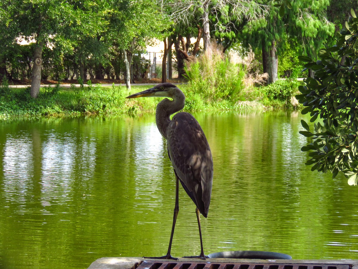 Great Blue Heron - ML619991567