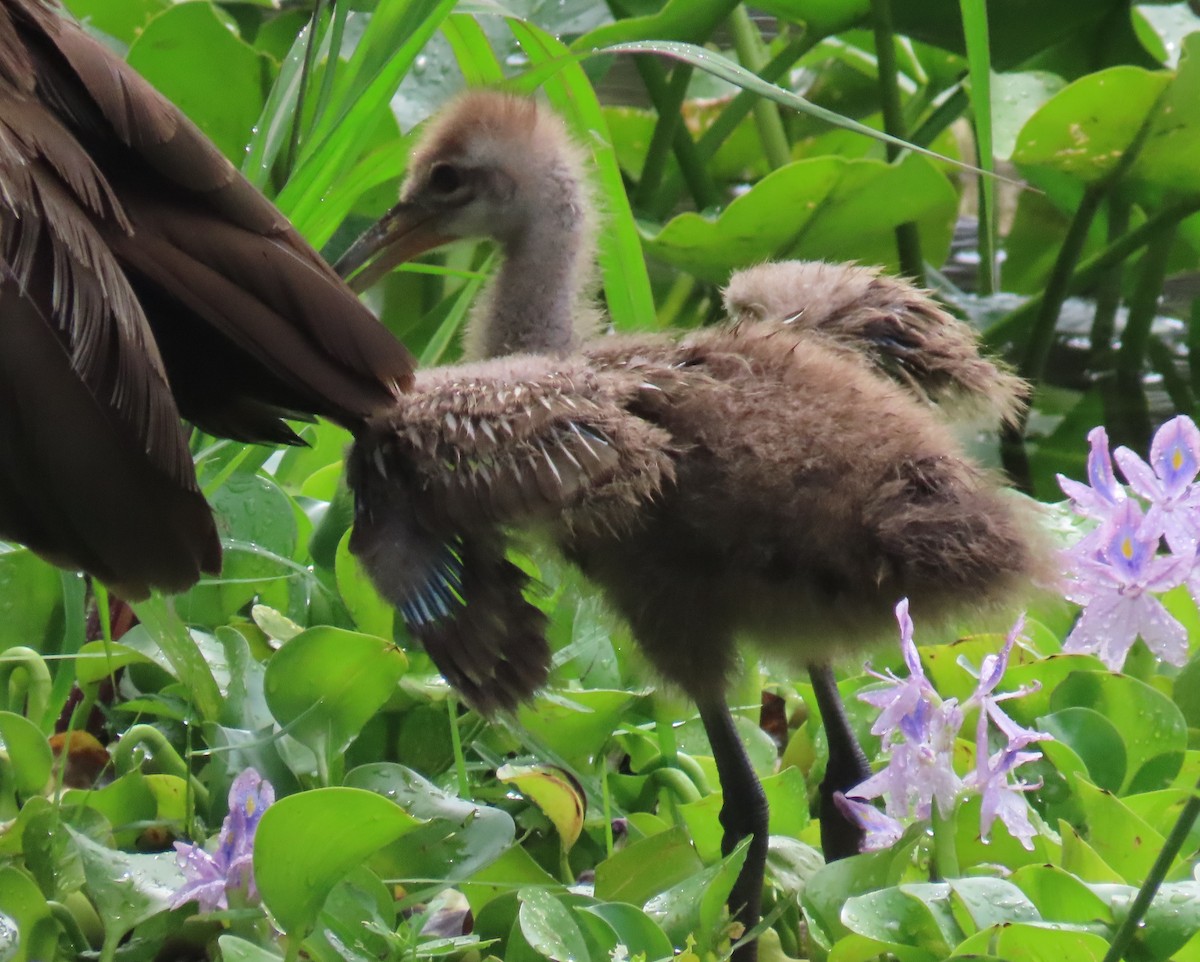 Limpkin - ML619991573