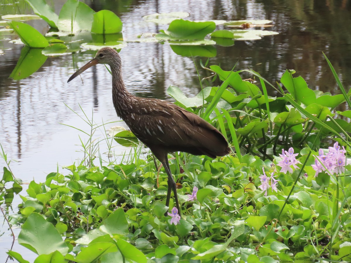 Limpkin - ML619991577