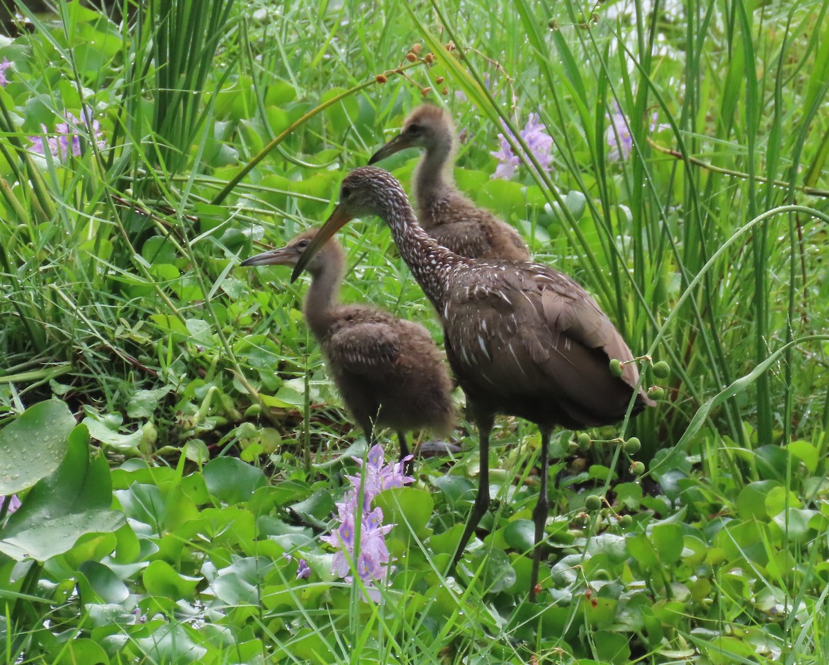 Limpkin - ML619991580