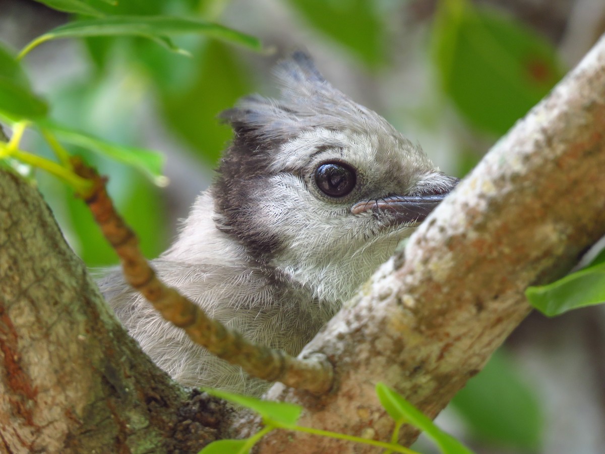 Blue Jay - ML619991603