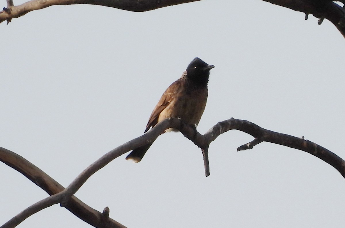 Red-vented Bulbul - ML619991609