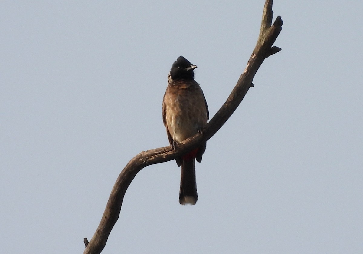 Red-vented Bulbul - ML619991610