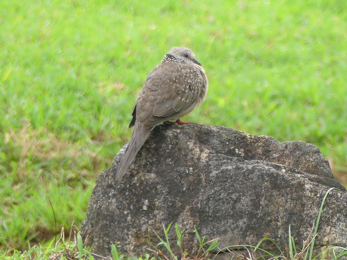 Spotted Dove - ML619991613