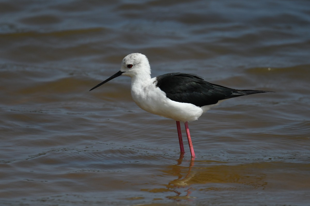 Black-winged Stilt - ML619991619